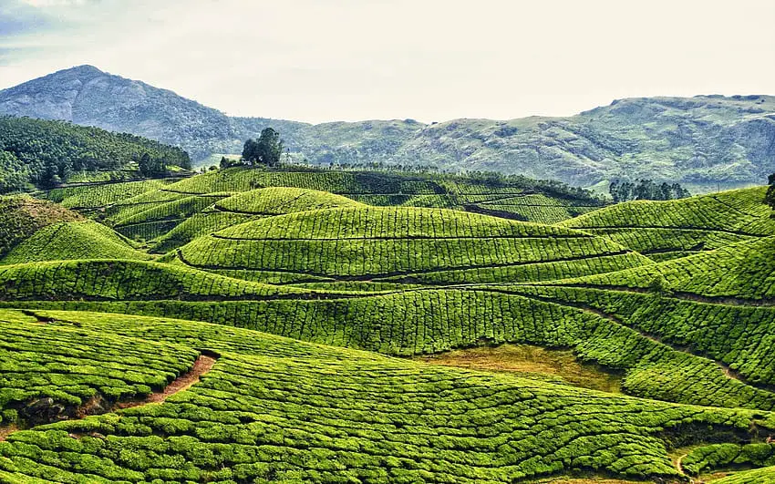 Kodaikanal is a hill town in the southern Indian state of Tamil Nadu.