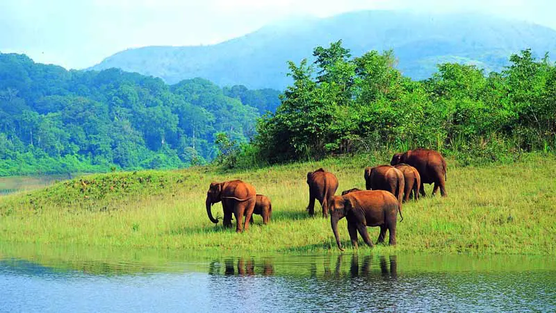 Complete Tourism Info about Thekkady - Experience Kerala